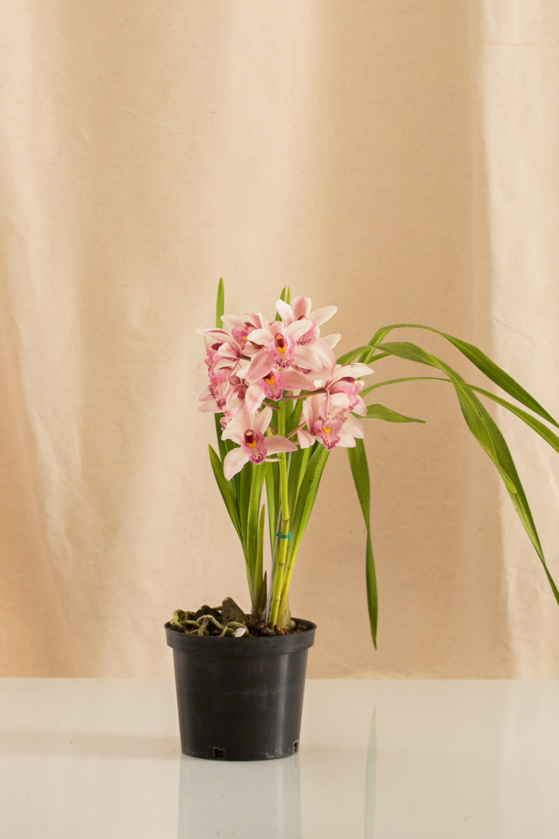 Orquídea Cymbidium Rosado