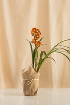 Orquídea Cymbidium Naranja