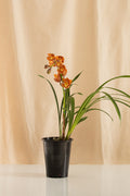 Orquídea Cymbidium Naranja
