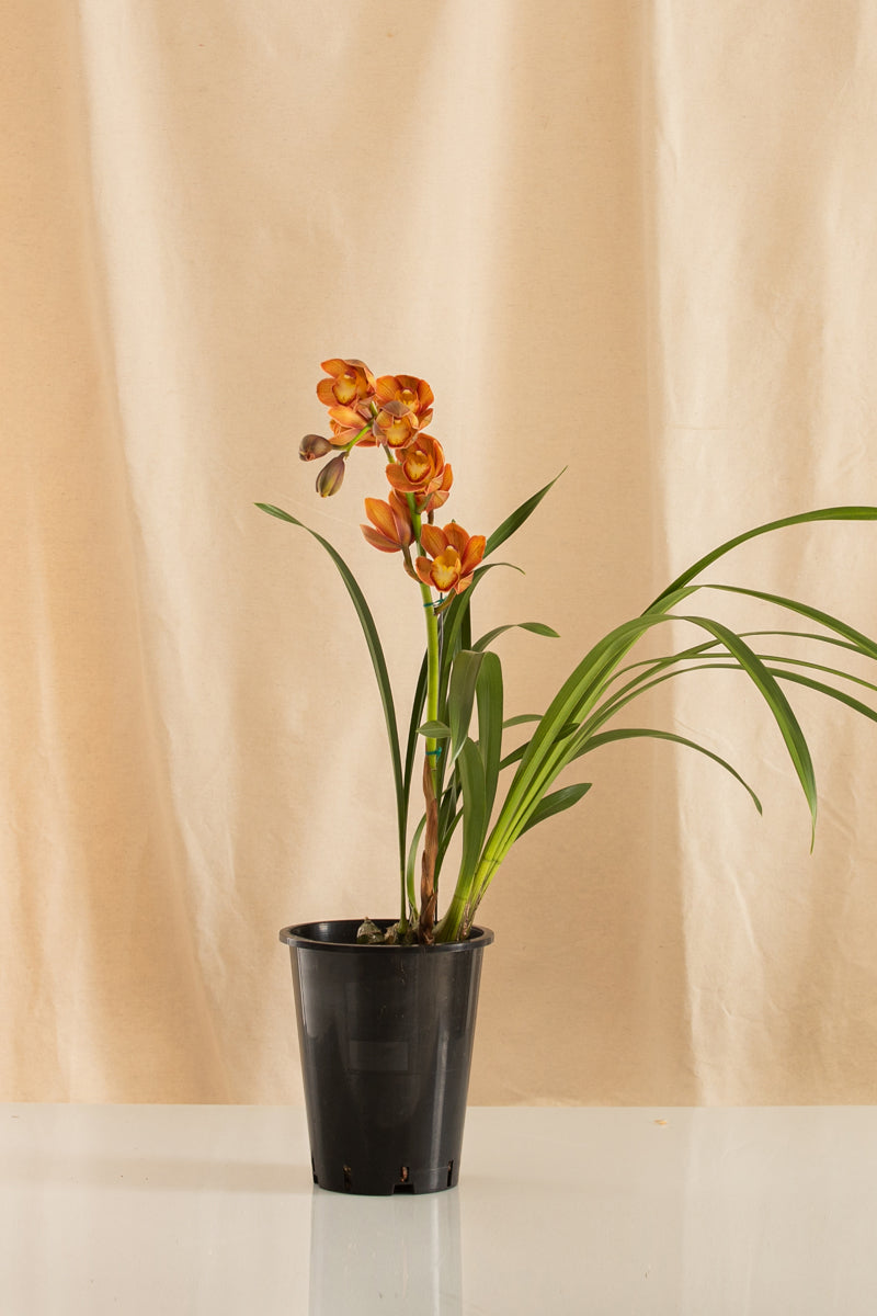 Orquídea Cymbidium Naranja