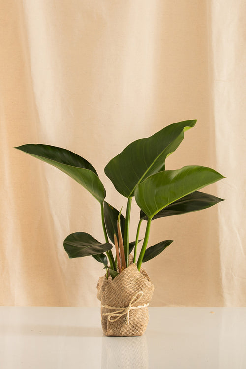 Congo Verde