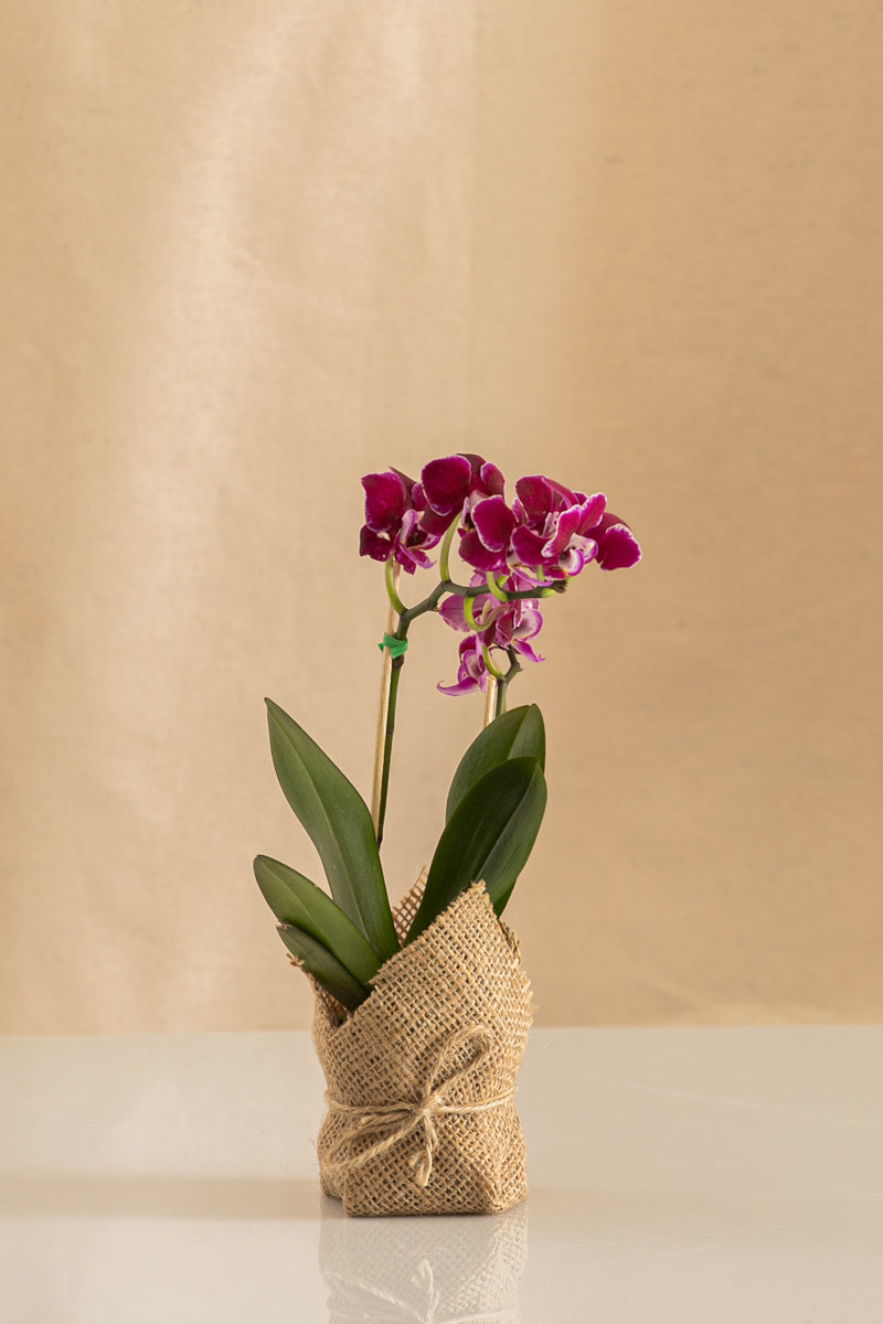 Orquídea Mini Phalaenopsis Fucsia