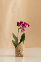 Orquídea Mini Phalaenopsis Fucsia