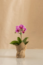Orquídea Mini Phalaenopsis Morada