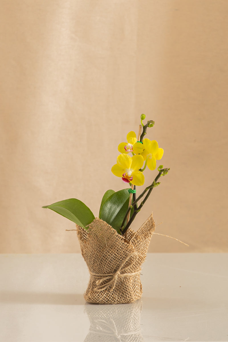 Orquídea Mini Phalaenopsis Amarilla