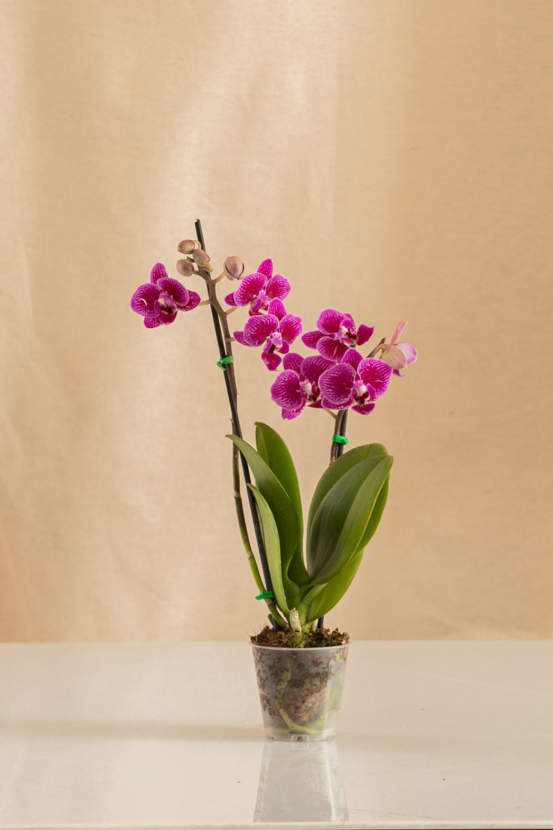 Orquídea Mini Phalaenopsis Morada