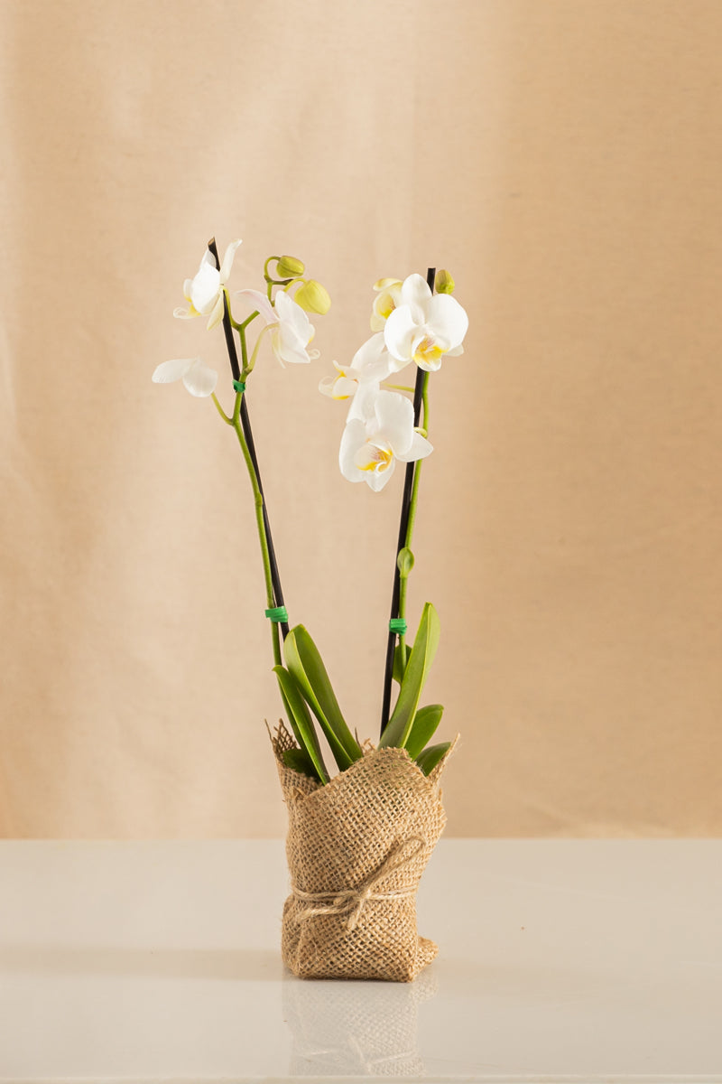 Orquídea Mini Phalaenopsis Blanca