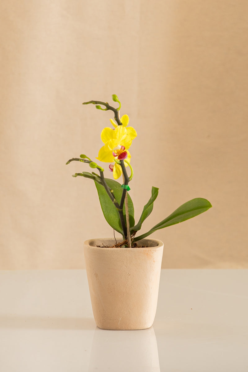 Orquídea Mini Phalaenopsis Amarilla