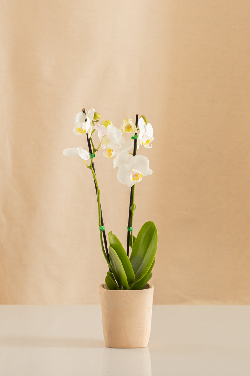 Orquídea Mini Phalaenopsis Blanca