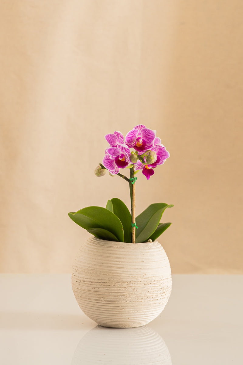Orquídea Mini Phalaenopsis Morada