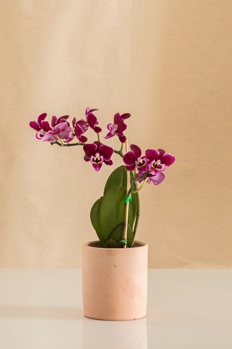 Orquídea Mini Phalaenopsis Fucsia