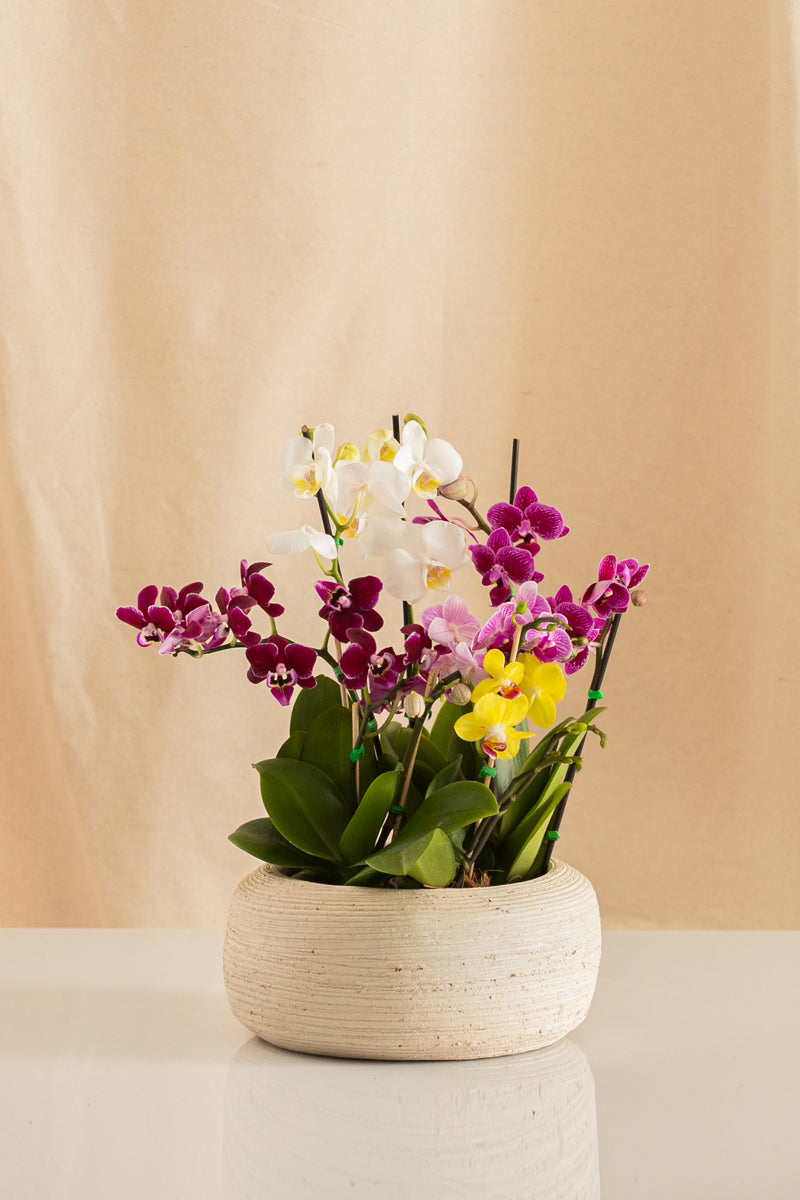 Combo 4 Mini Phalaenopsis + Matero de Barro Blanco