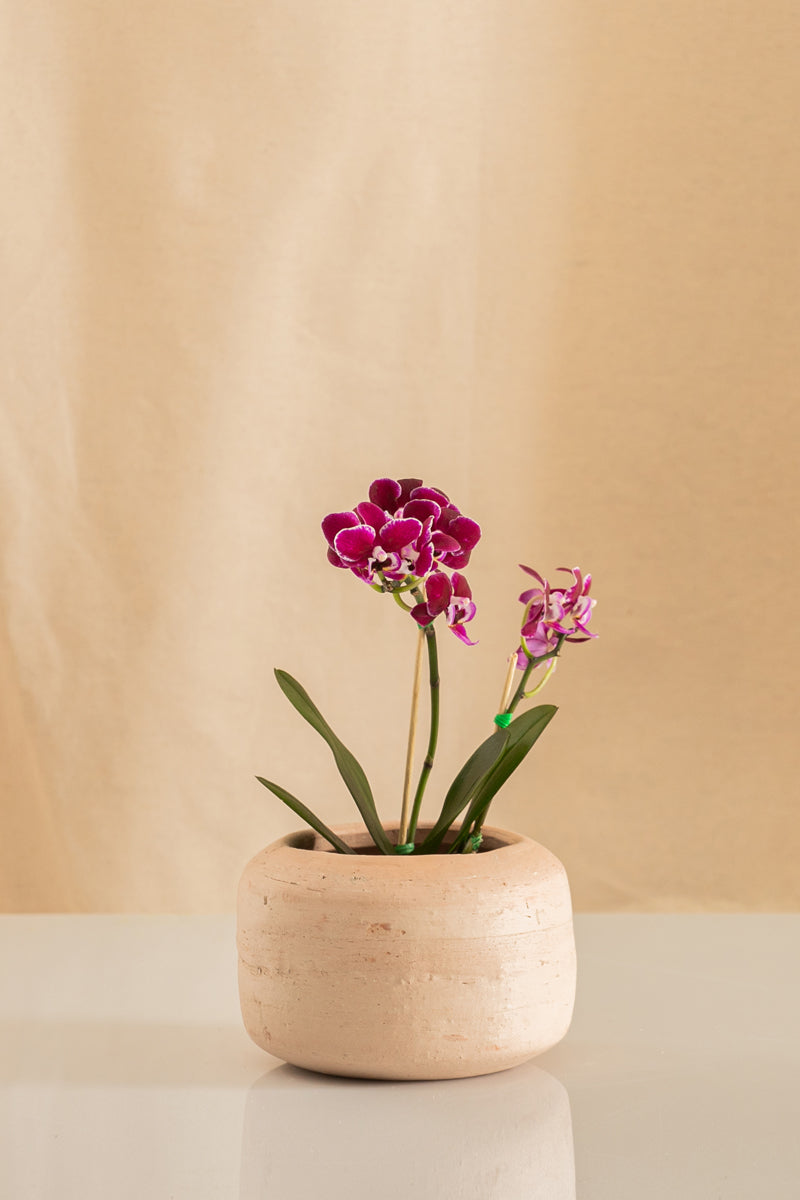 Orquídea Mini Phalaenopsis Fucsia