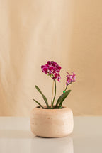 Orquídea Mini Phalaenopsis Fucsia