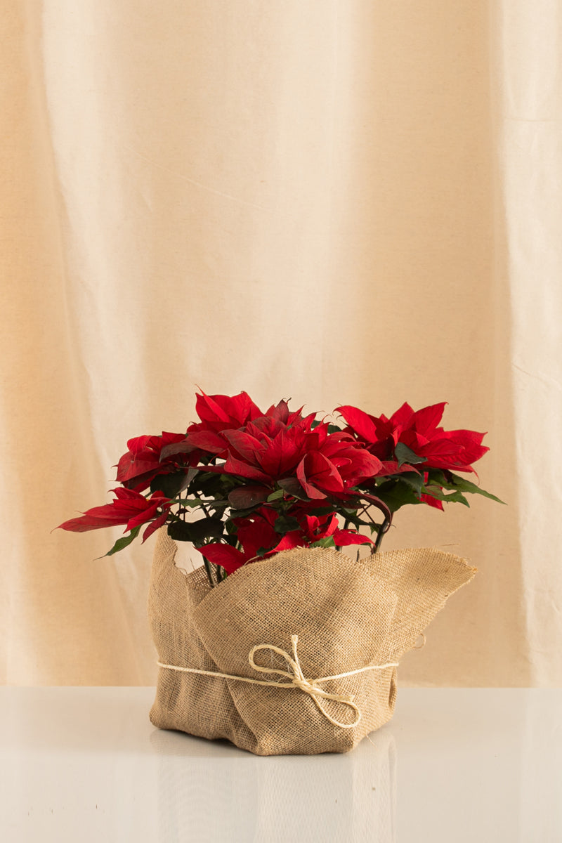 3 Poinsettias + Yute