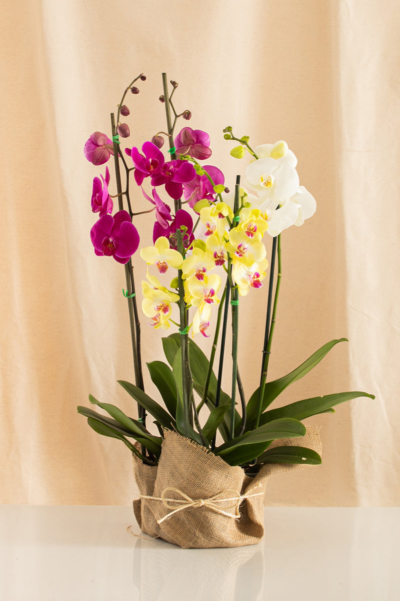 Combo 3 Phalaenopsis Grandes de 2 Tallos + Yute