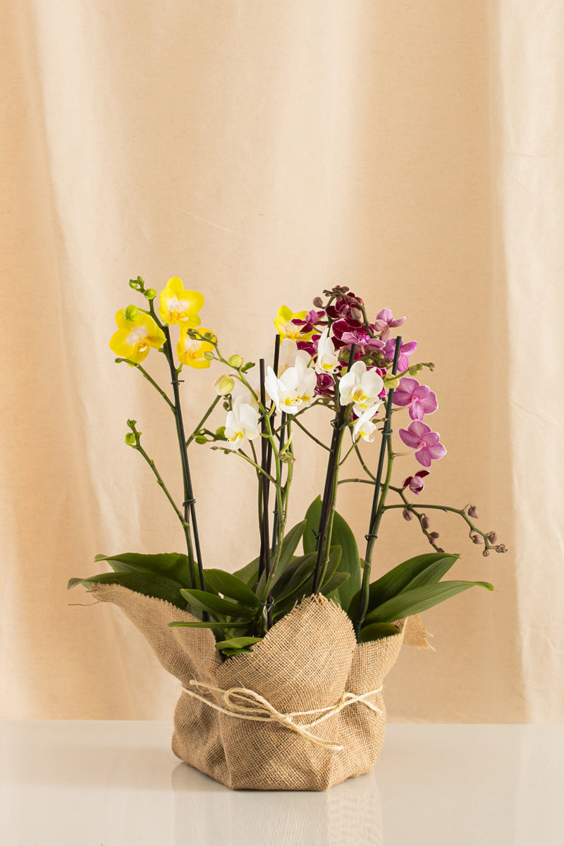 Combo 3 Phalaenopsis Medianas Multiflora + Yute