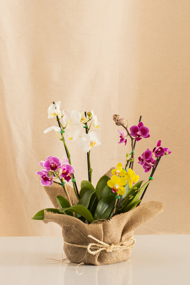 Combo 4 Mini Phalaenopsis + Yute
