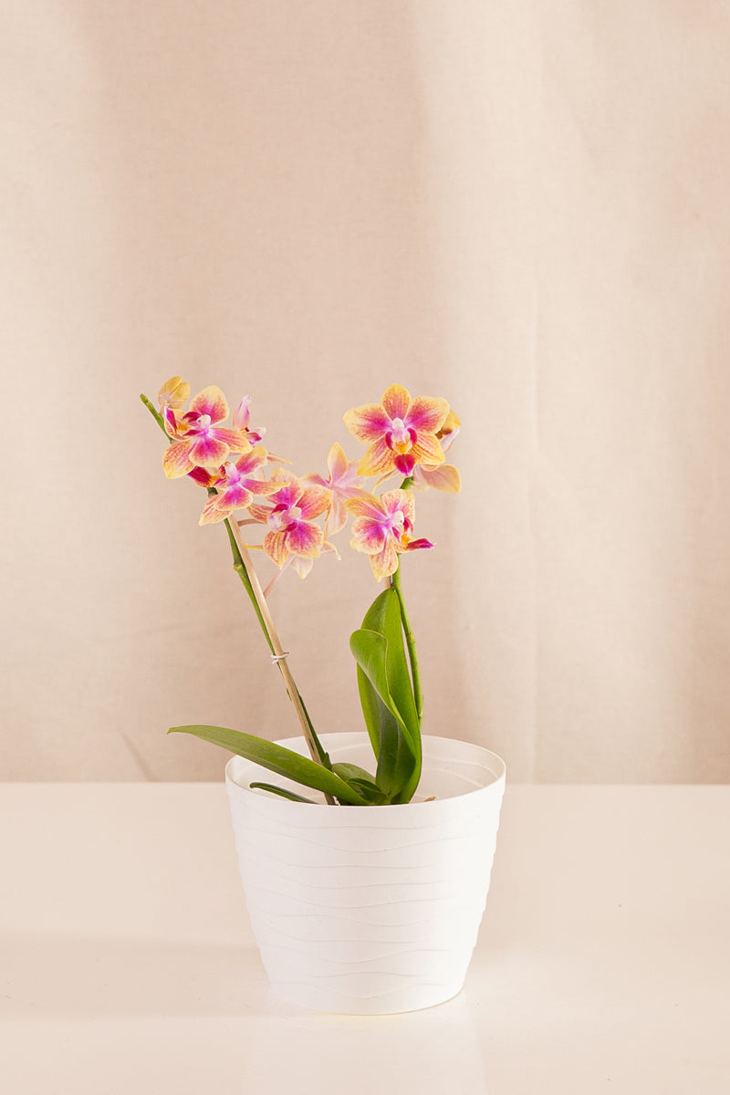 Matero Plástico Blanco 14cms de Diámetro