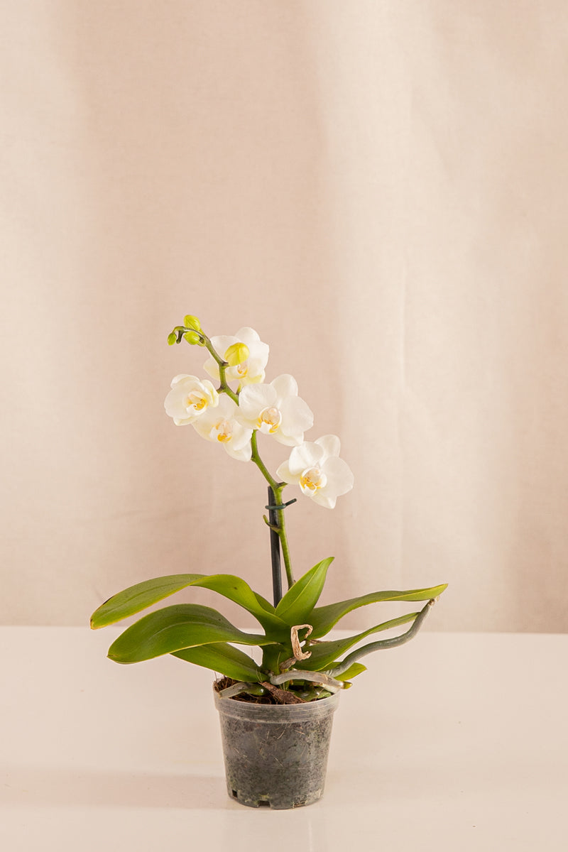 Orquídea Mini Phalaenopsis Blanca