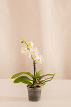 Orquídea Mini Phalaenopsis Blanca