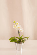 Orquídea Mini Phalaenopsis Blanca