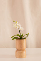 Orquídea Mini Phalaenopsis Blanca