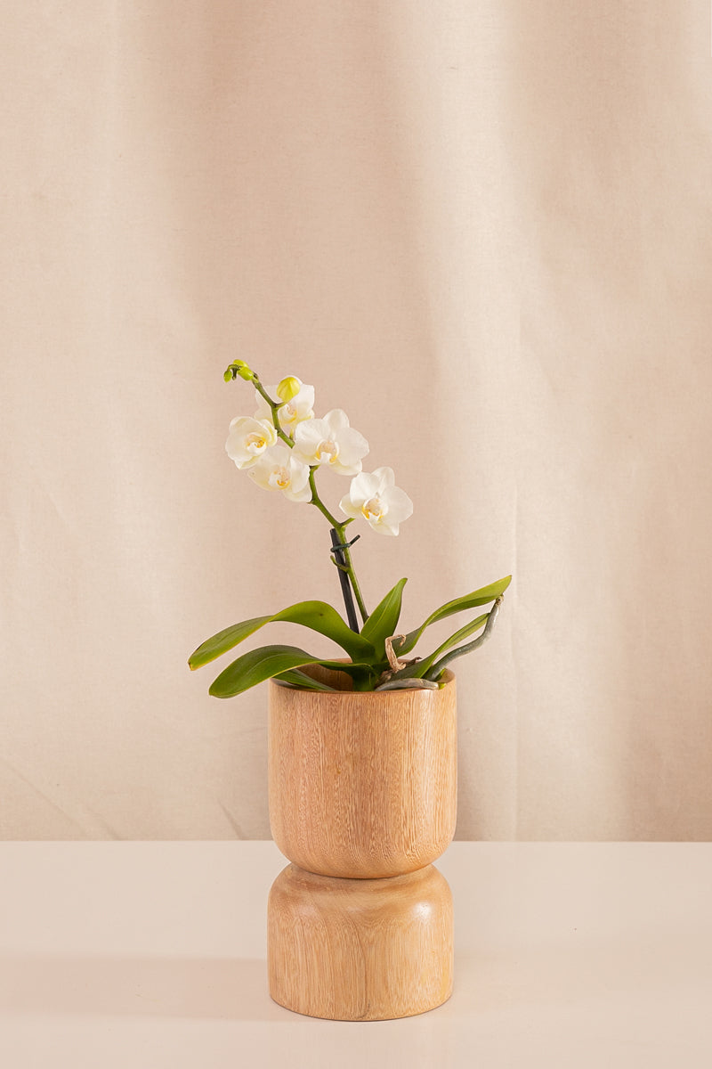 Orquídea Mini Phalaenopsis Blanca