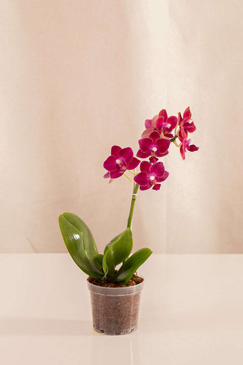 Orquídea Mini Phalaenopsis Fucsia