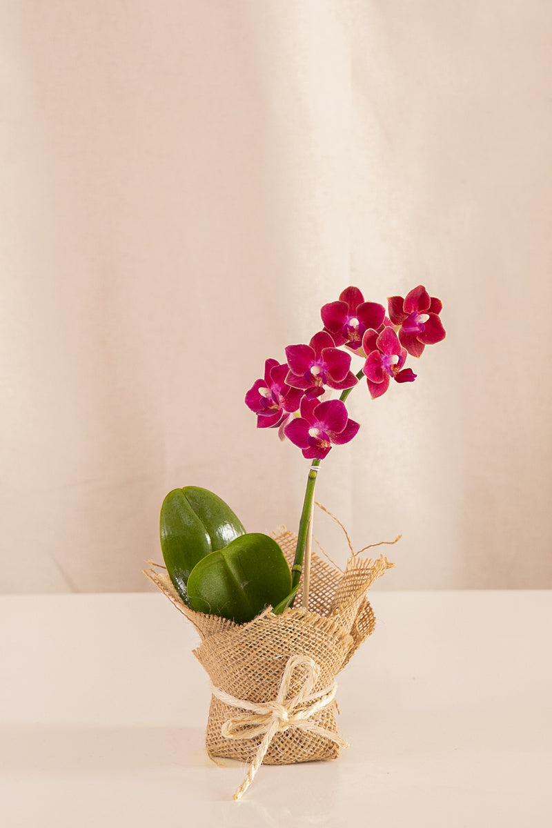 Orquídea Mini Phalaenopsis Fucsia