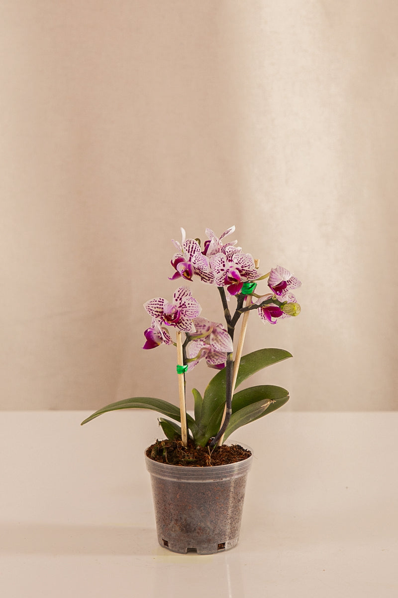 Orquídea Mini Phalaenopsis Morada Con Rayas