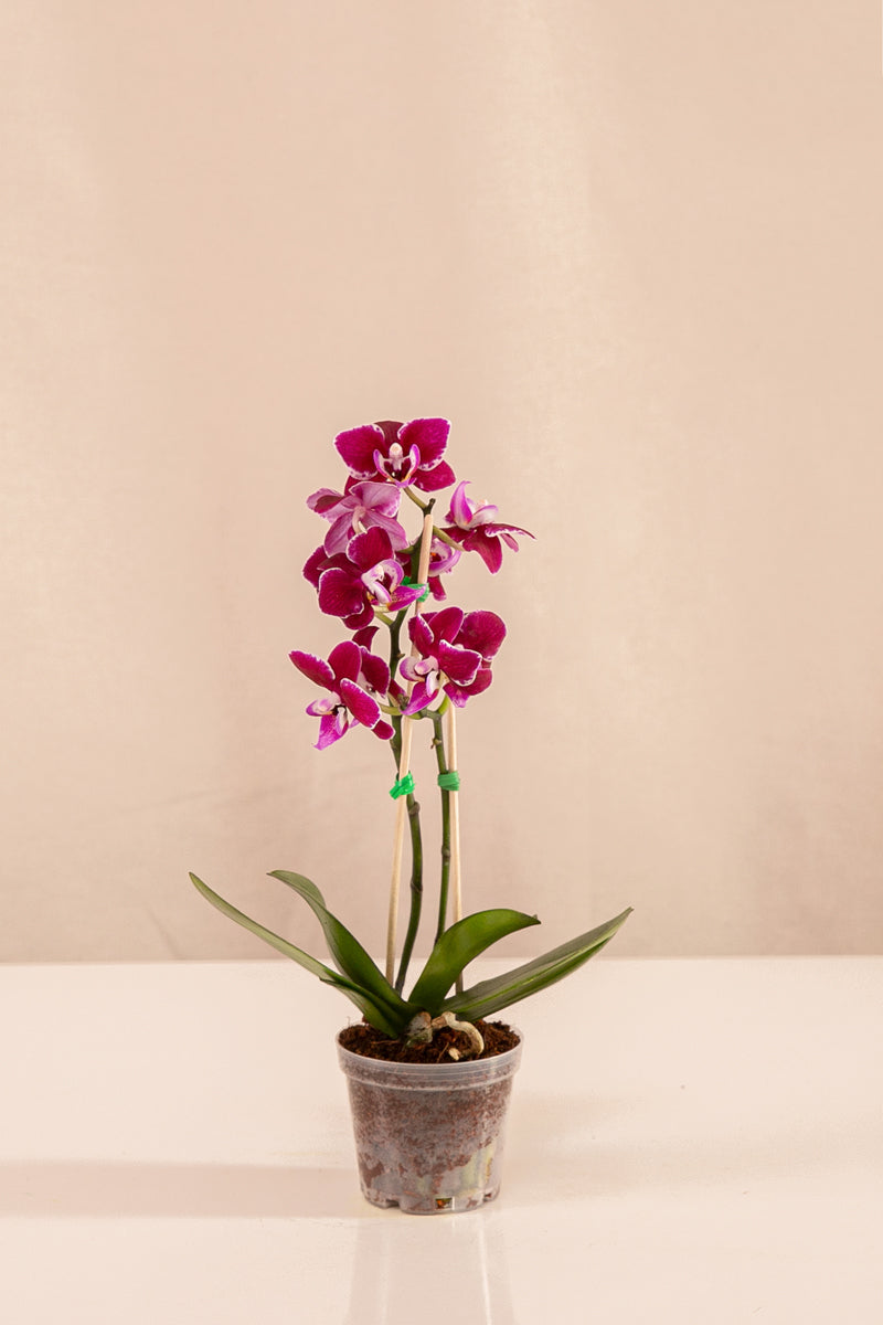 Orquídea Mini Phalaenopsis Fucsia