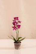 Orquídea Mini Phalaenopsis Fucsia