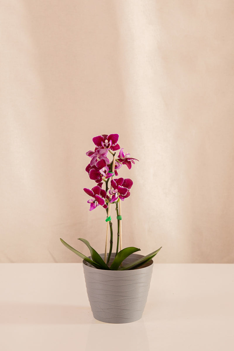 Orquídea Mini Phalaenopsis Fucsia