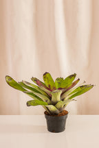 Neoregelia Concéntrica Villana