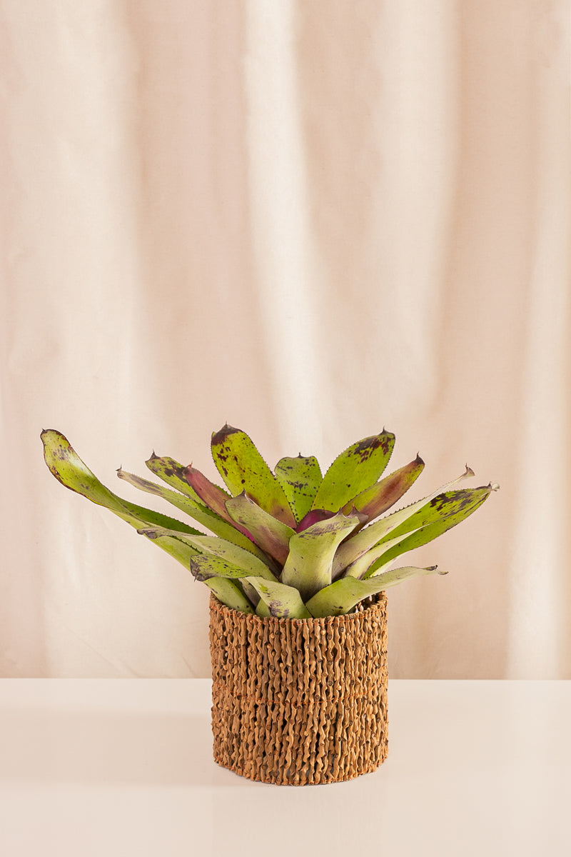 Matero de Palma 18cms de Diámetro