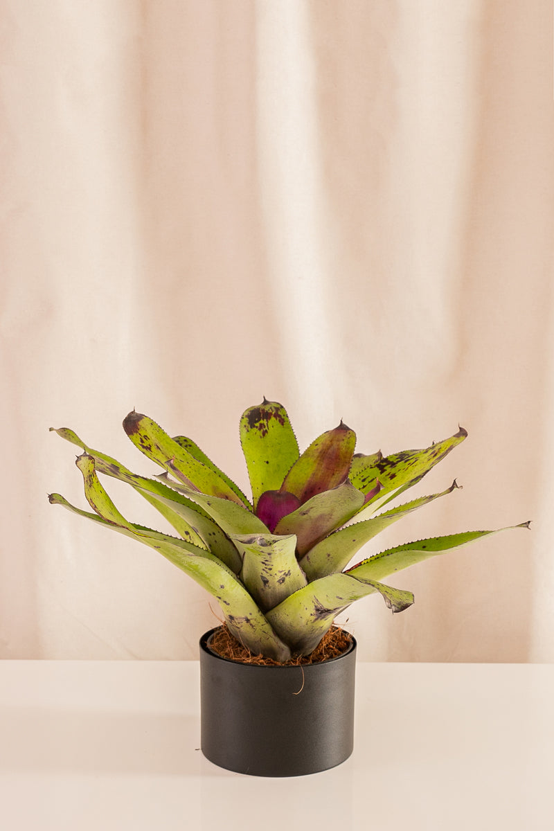 Neoregelia Concéntrica Villana