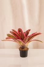Neoregelia Cacharondo SP