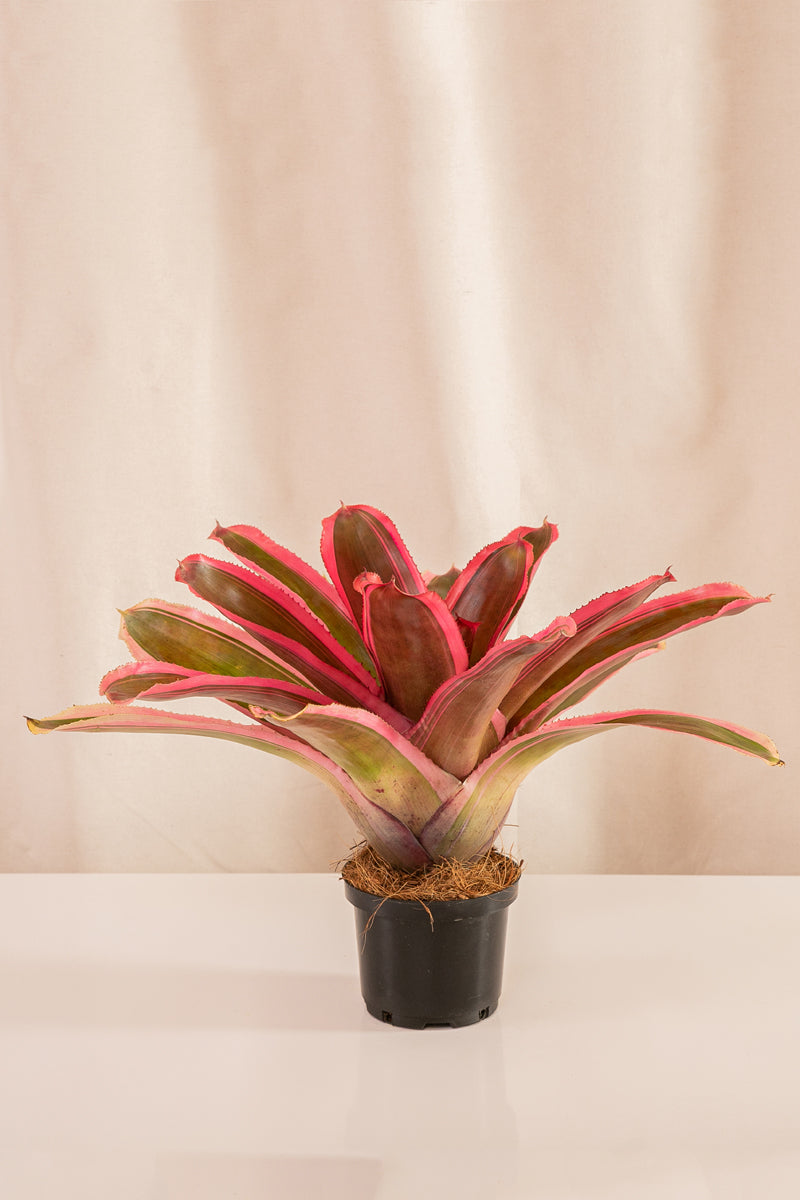 Neoregelia Cacharondo SP