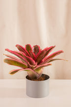 Neoregelia Cacharondo SP