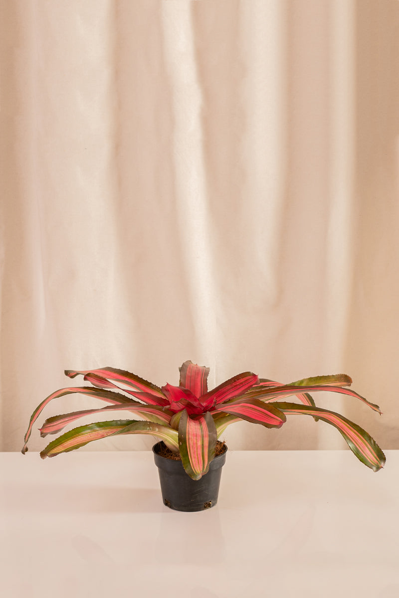 Neoregelia Cacharondo Variegata