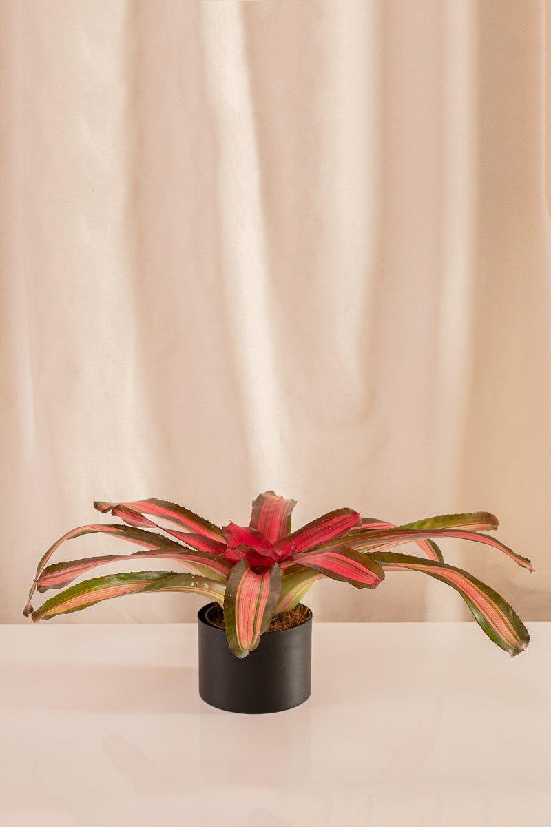 Neoregelia Cacharondo Variegata