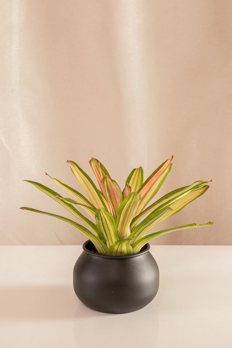 Neoregelia Carolinae