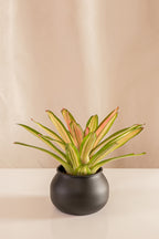 Neoregelia Carolinae