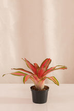 Neoregelia Carol Selecta
