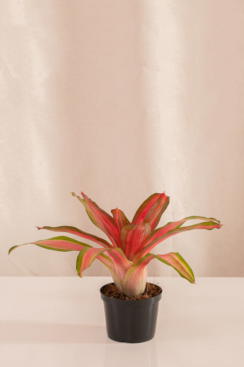 Neoregelia Carol Selecta