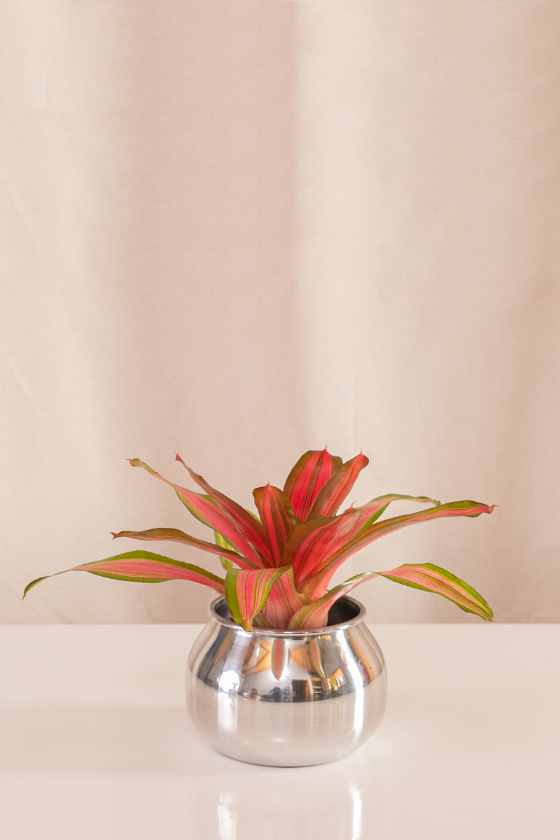 Neoregelia Carol Selecta