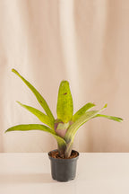 Neoregelia Concéntrica Lila