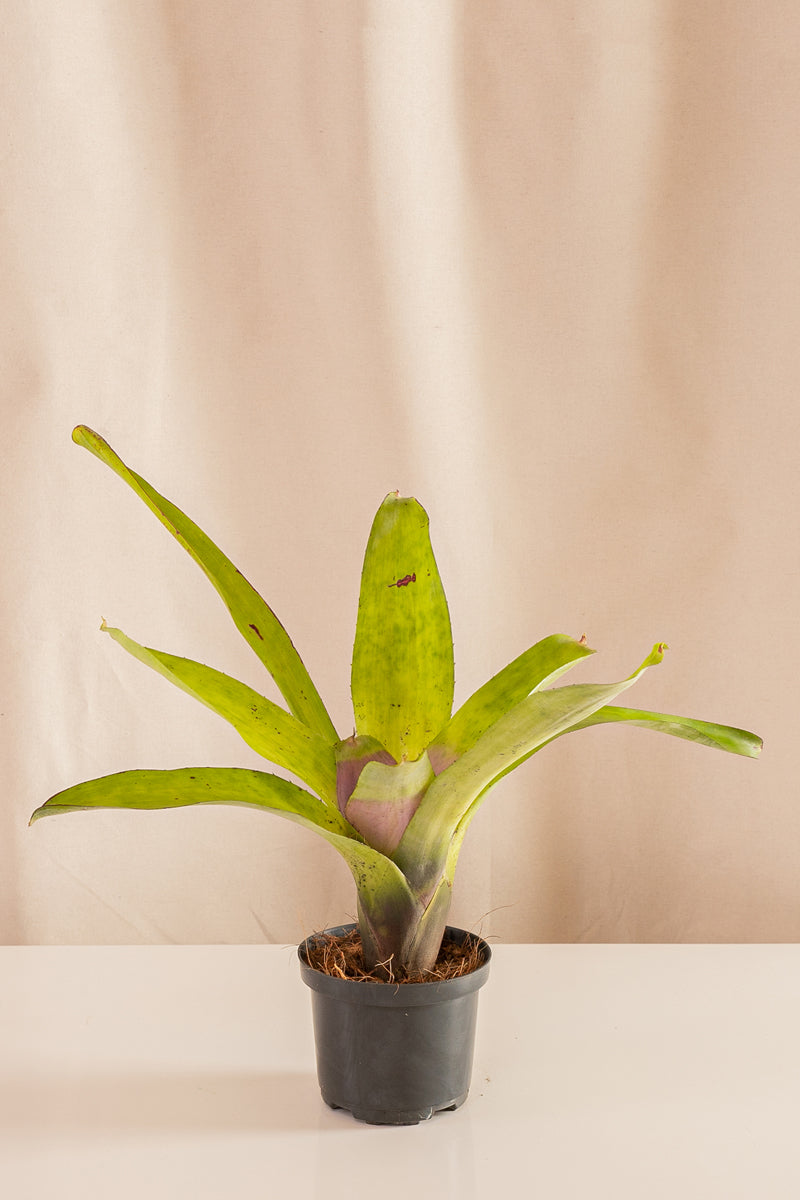 Neoregelia Concéntrica Lila