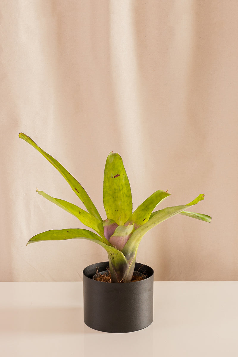 Neoregelia Concéntrica Lila